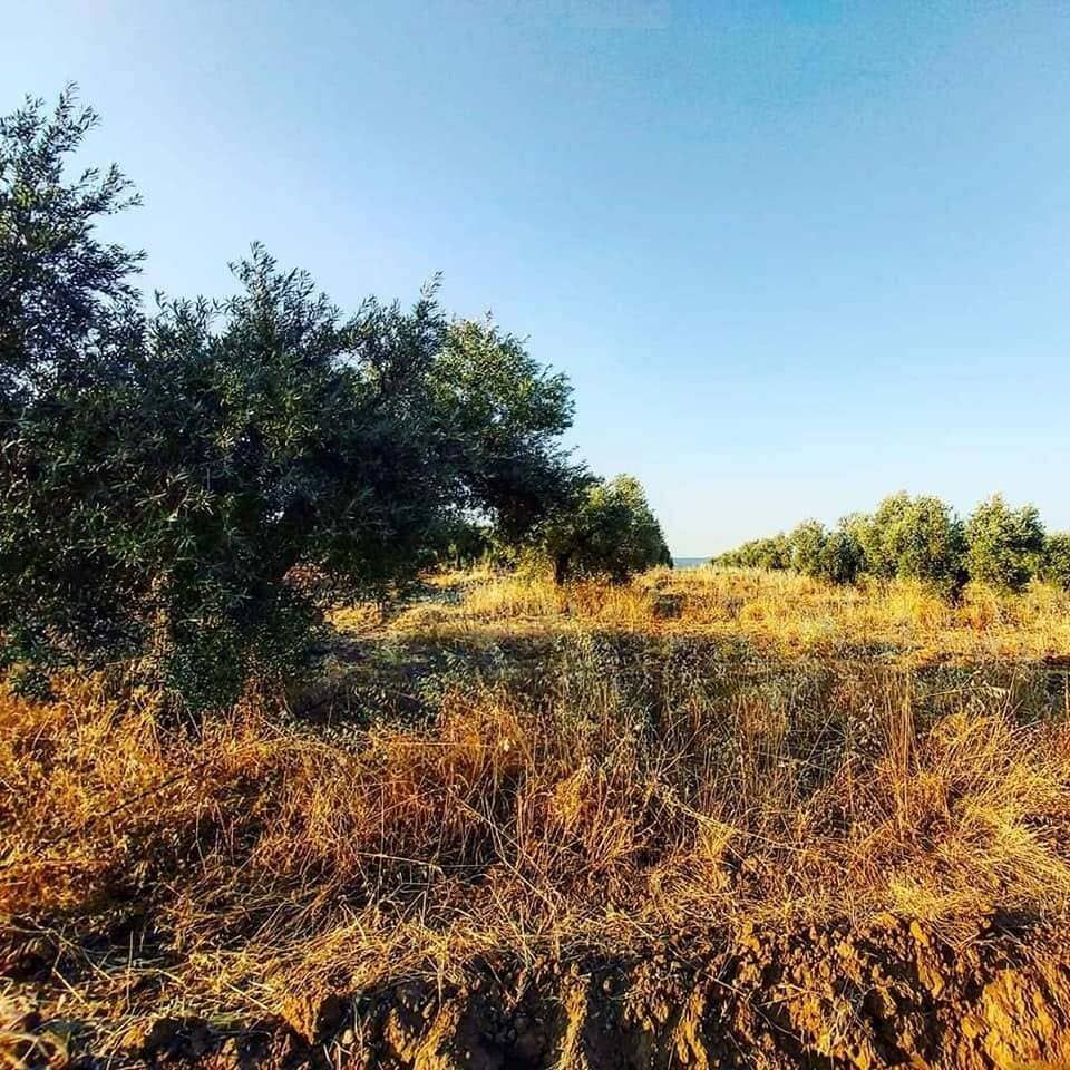 Campo de hierba seca con arbustos y árboles bajo un cielo azul despejado, iluminado por la cálida luz del sol