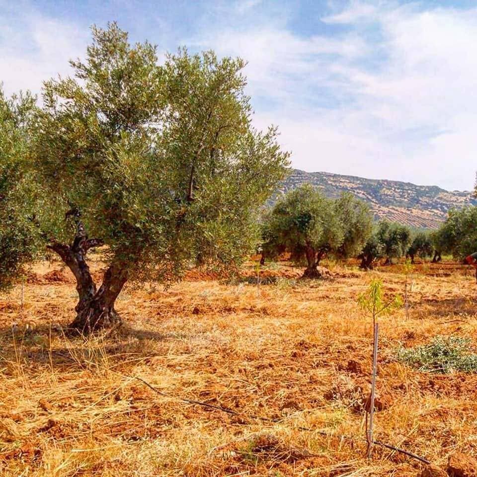 Olivos en un huerto seco y soleado, con colinas a lo lejos