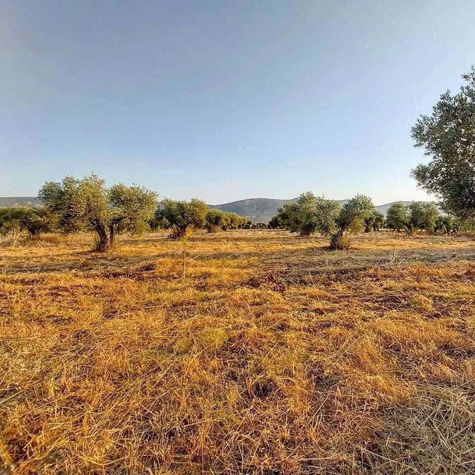 Huerto de hierba seca con árboles dispersos y colinas lejanas bajo un cielo azul despejado