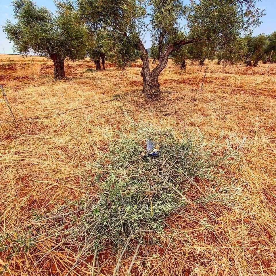 Huerto seco con olivos y un pequeño montón de ramas podadas sobre tierra roja.