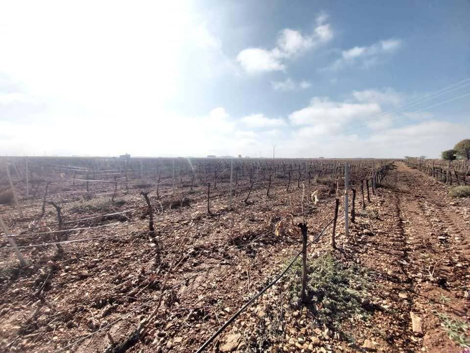 Campo seco y árido, con escasos cultivos muertos bajo un cielo azul brillante