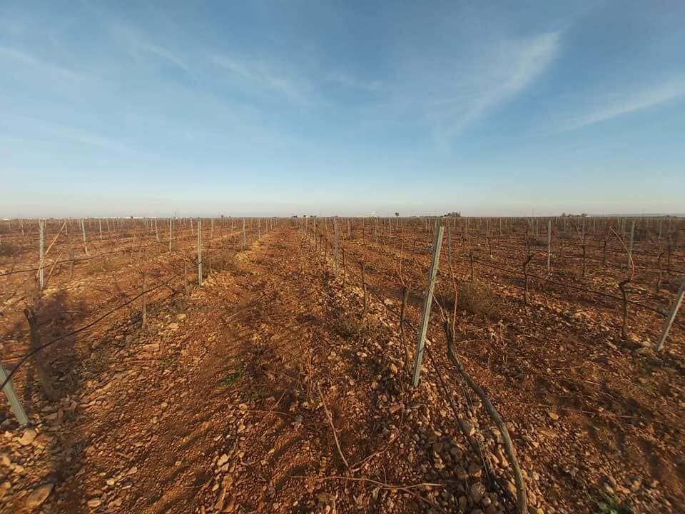 Campo agrícola seco con hileras de vides jóvenes o estacas bajo un cielo azul despejado