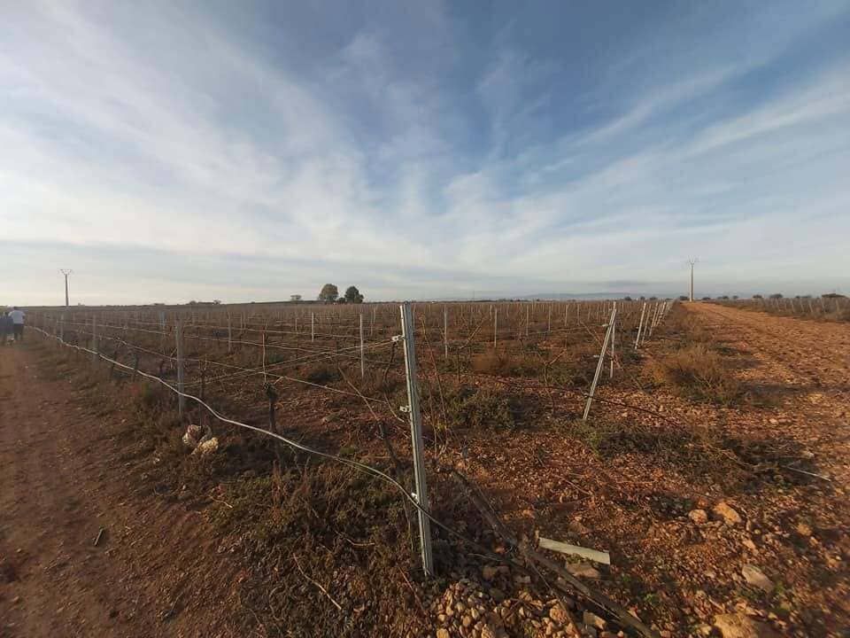 Campo agrícola cercado bajo un cielo azul con nubes tenues, tierra marrón y árboles a lo lejos