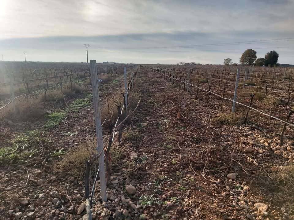 Hileras de viñedos secos con riego por goteo que se extienden por un campo llano y marrón bajo un cielo nublado.