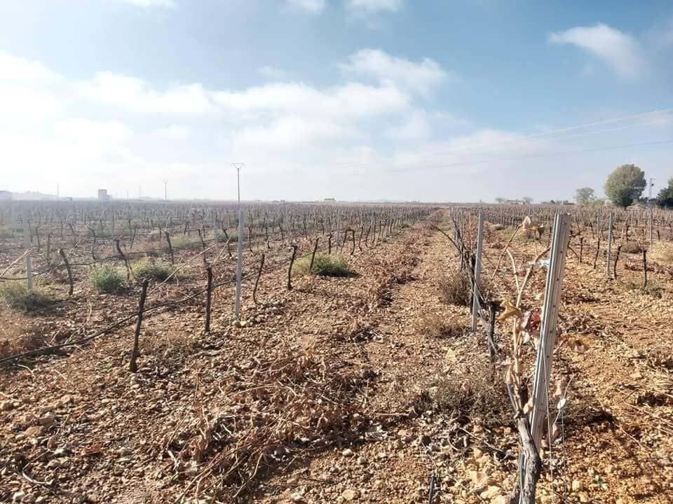 Hileras secas de viñas en un campo árido bajo un cielo azul despejado