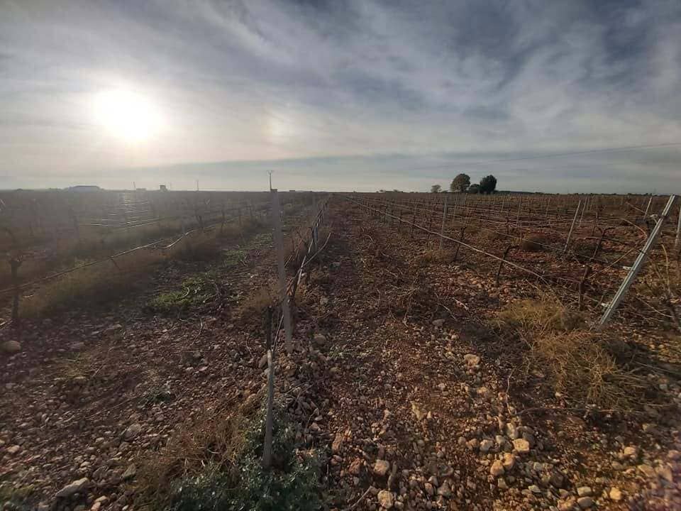 Campo agrícola bañado por el sol, con hileras de vides bajo un cielo nublado