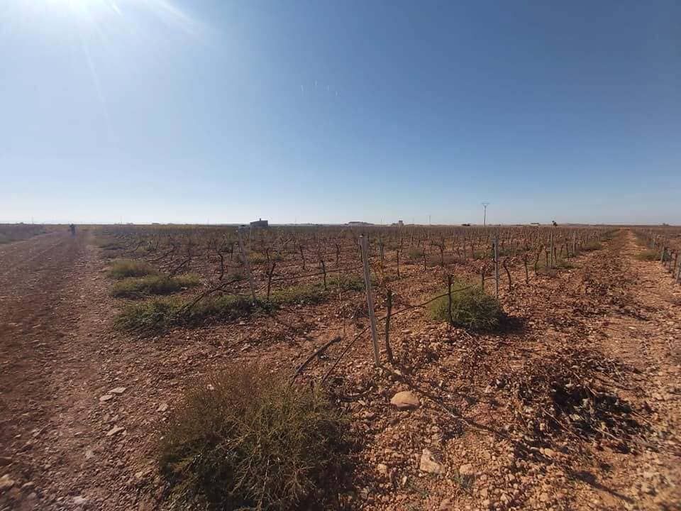 Campo seco y pedregoso, con arbustos dispersos bajo un cielo azul despejado
