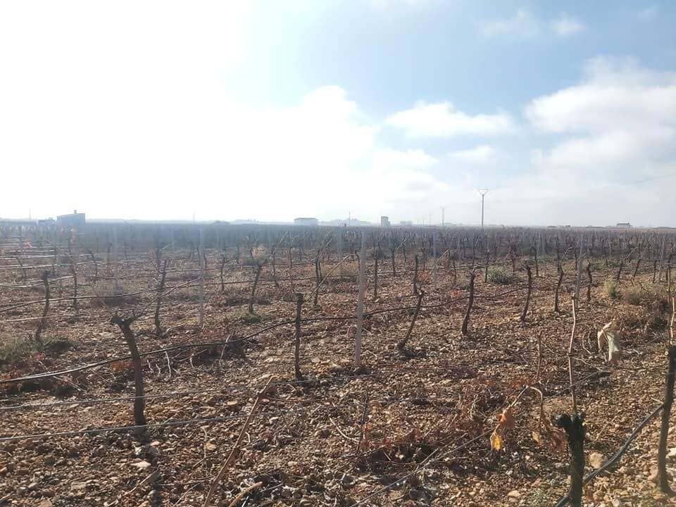 Campo quemado, con la tierra calcinada y tocones desnudos bajo un cielo luminoso y nublado