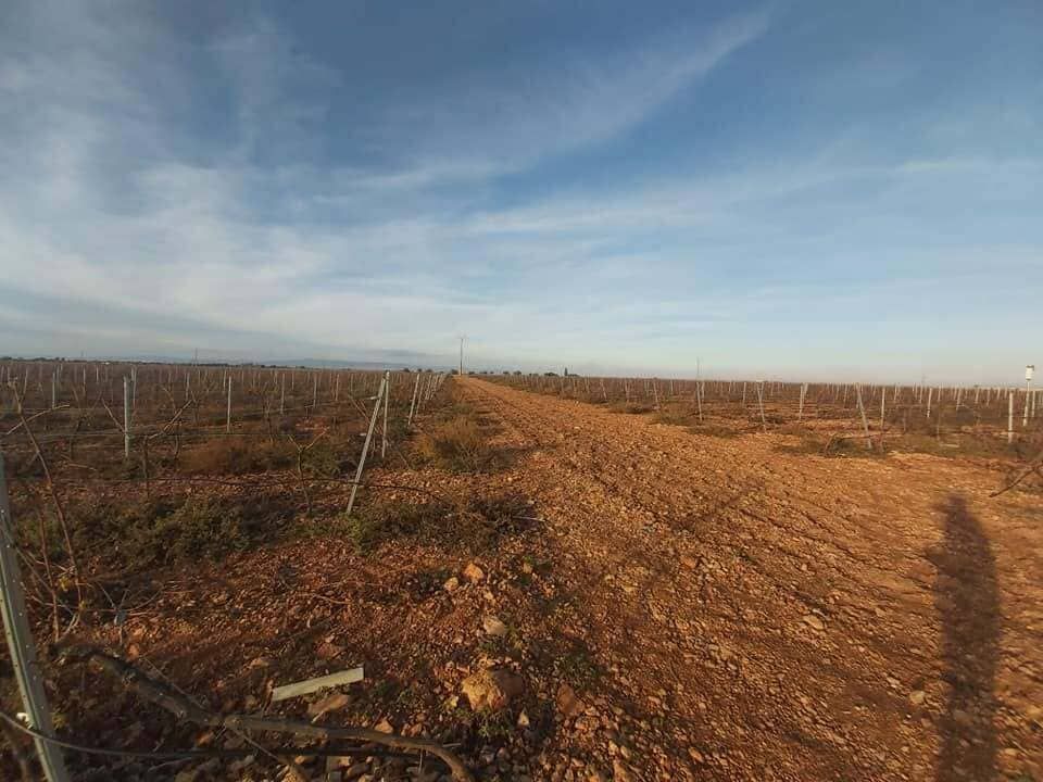 Amplio terreno de tierra con hileras de árboles jóvenes bajo un cielo azul