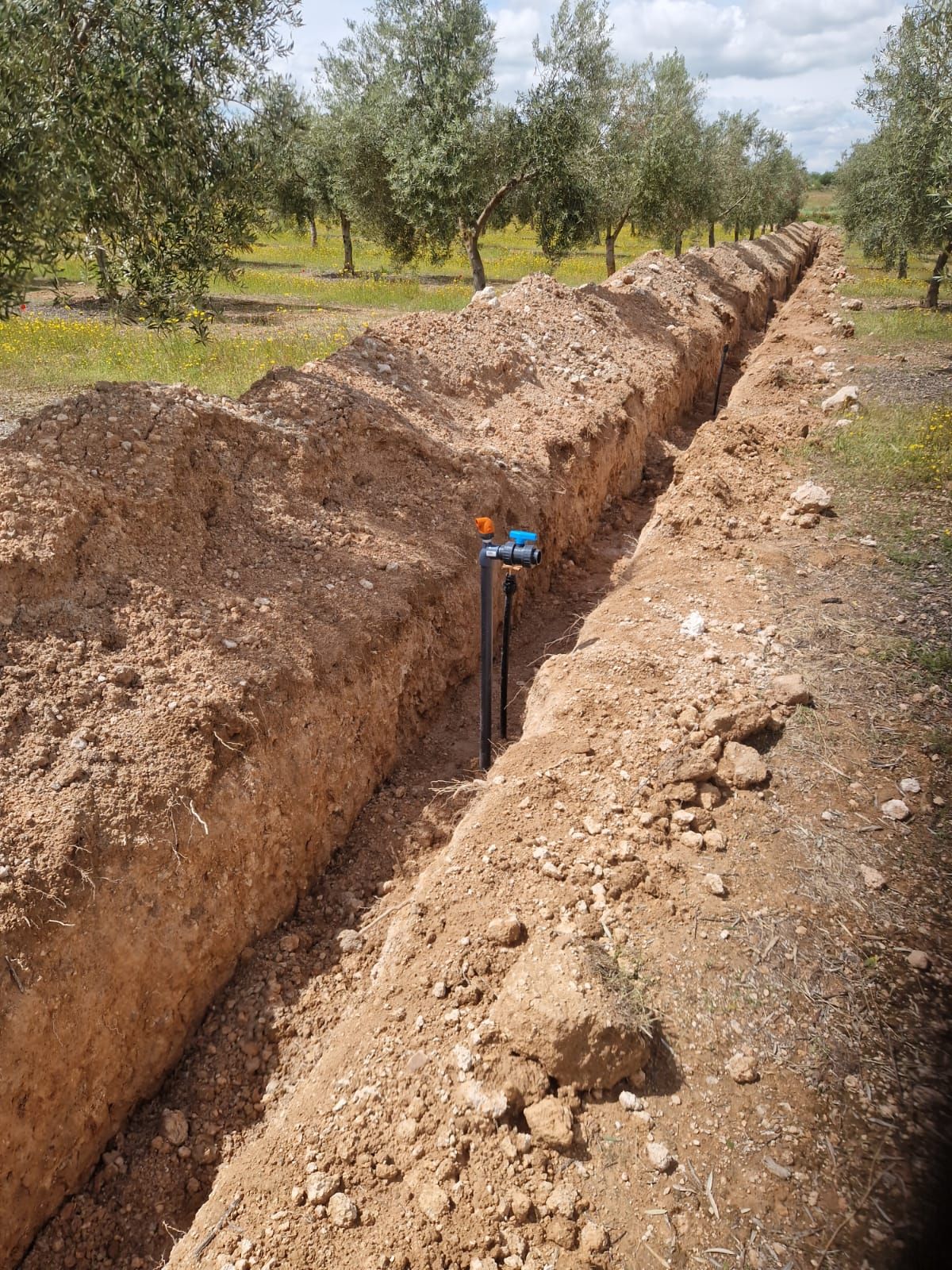 Zanja de riego recién excavada junto a una hilera de árboles frutales, con una válvula azul en el centro