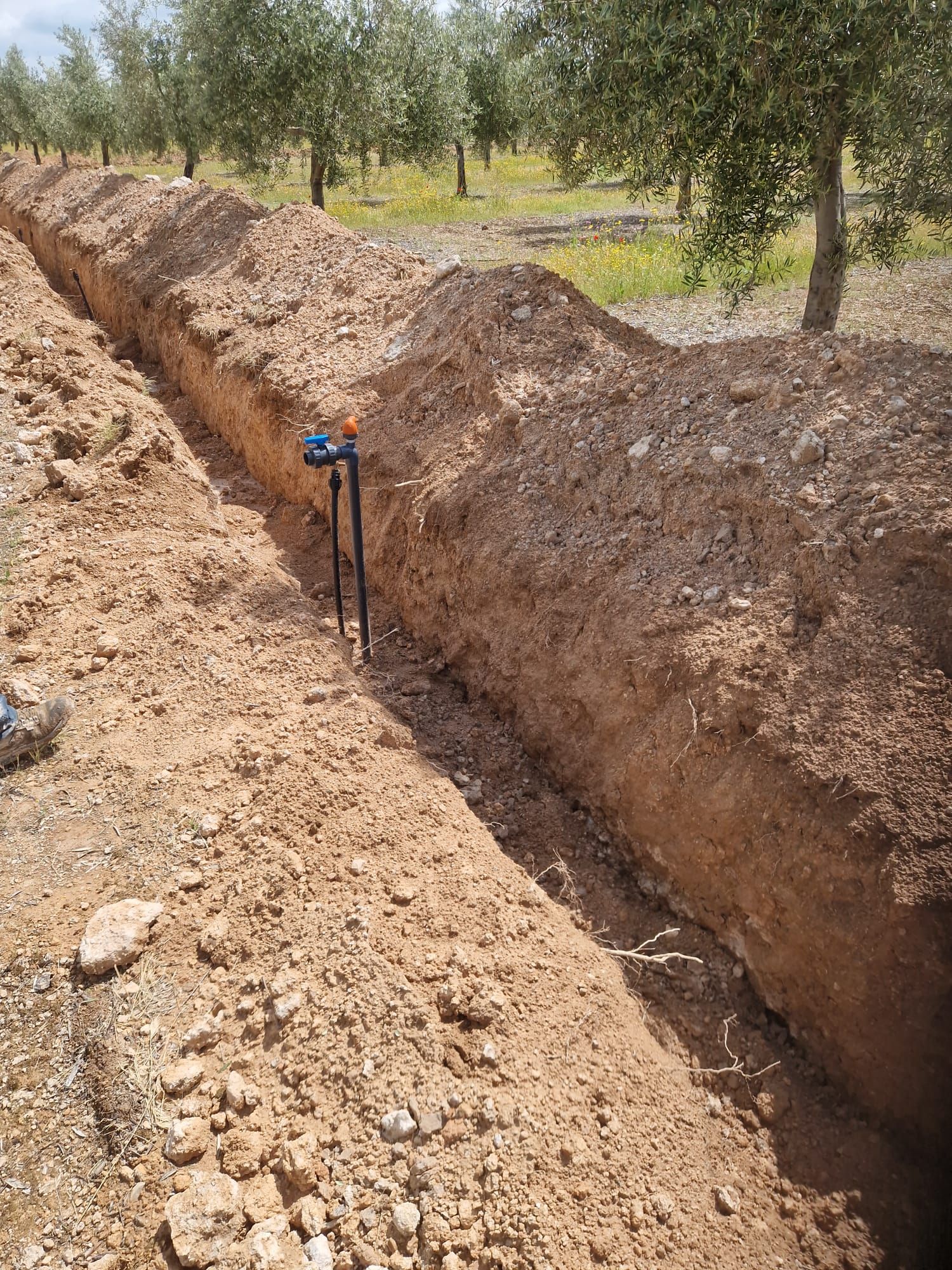 Una zanja larga excavada en tierra seca junto a olivos, con una estaca azul de señalización en el borde.