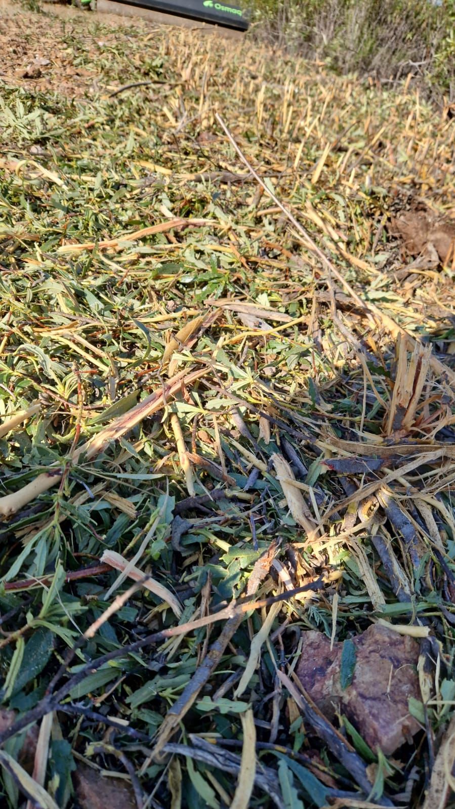 Primer plano de tallos de maíz cortados y hojas verdes esparcidos por un campo después de la cosecha