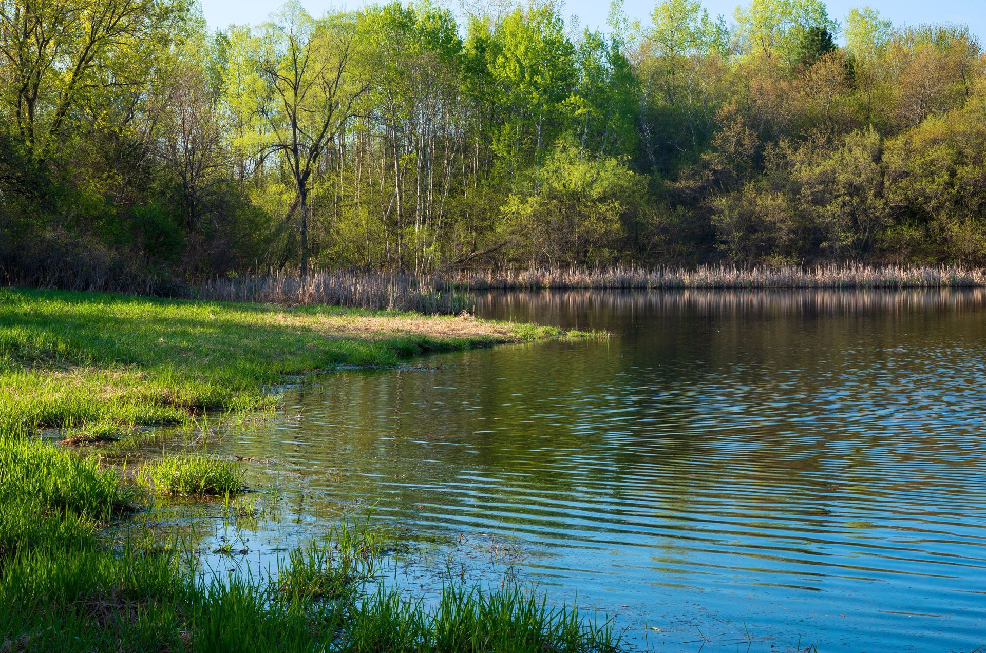 Étang, herbe verte et arbres le long de la rive.