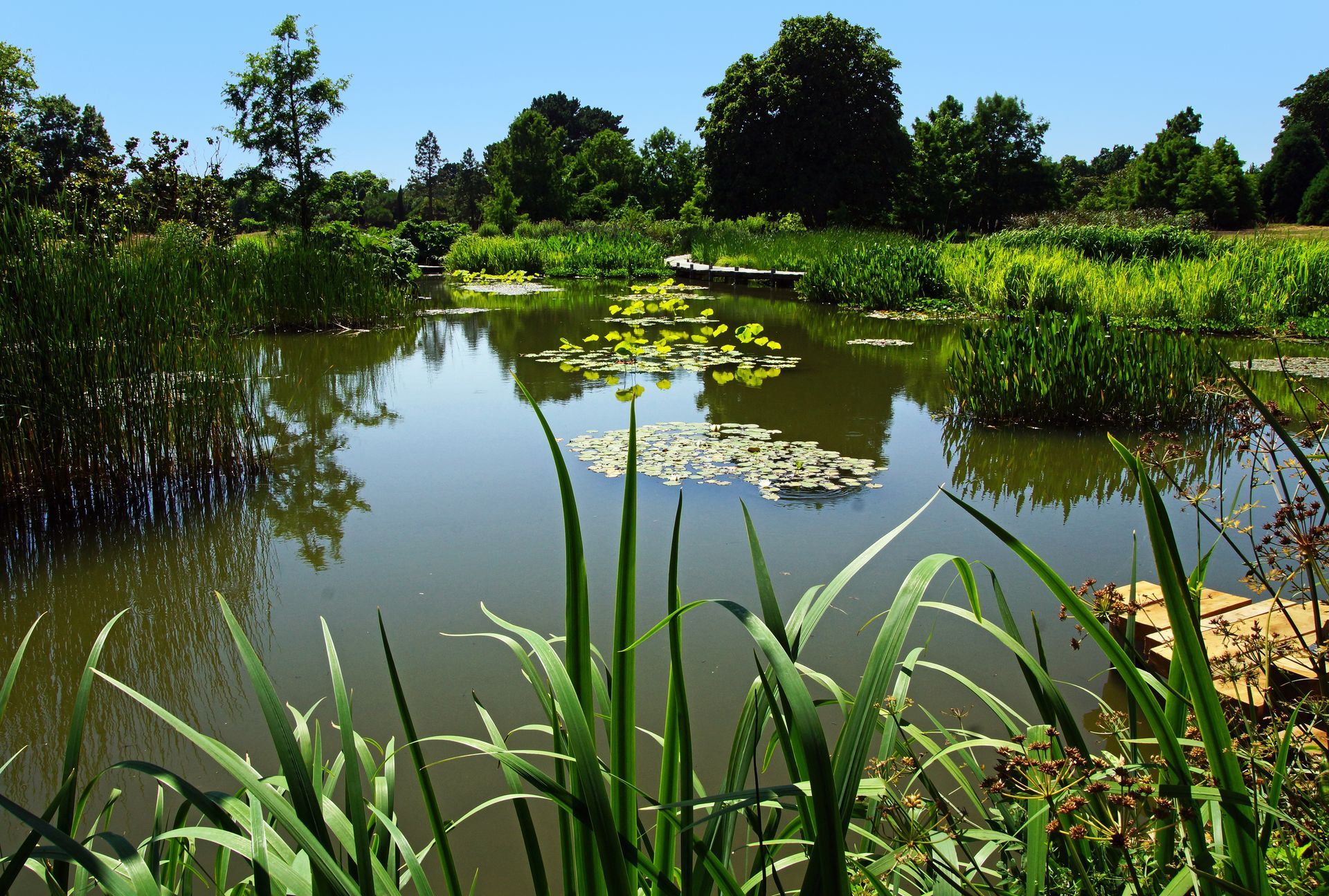 Étang avec de hautes herbes, des nénuphars et des arbres se reflétant dans l'eau.
