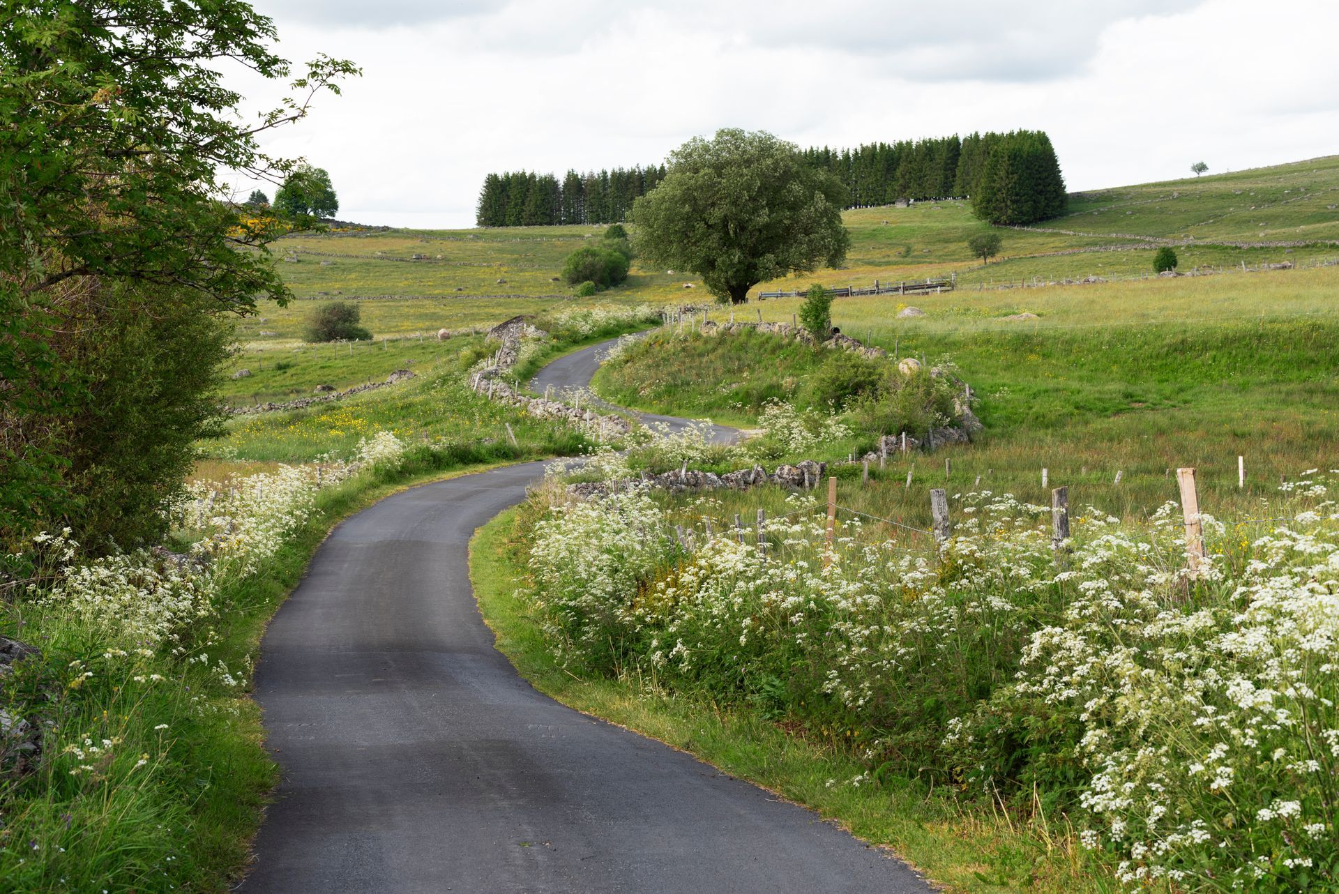 Un chemin traverse une prairie verdoyante.