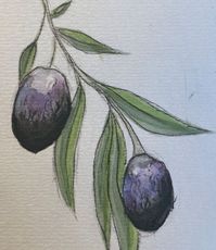 Branche d'olivier de Nyons