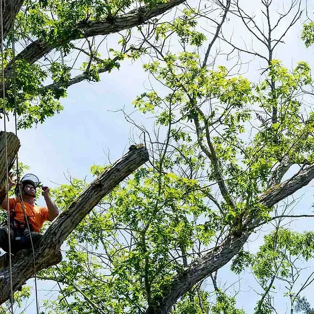 Un hombre está sentado en lo alto de la rama de un árbol.