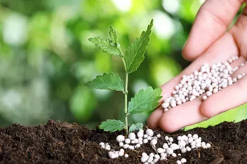 Una persona está vertiendo fertilizante en una pequeña planta.