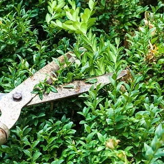 Un par de tijeras está cortando un arbusto en un jardín.