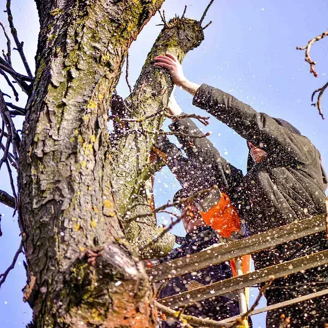 Un hombre está cortando una rama de árbol con una motosierra.