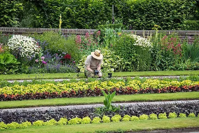 Un hombre está arrodillado en un jardín cortando flores.