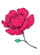 Una vibrante peonía rosa con una sola hoja verde azulada en su delgado tallo, sobre un fondo blanco.