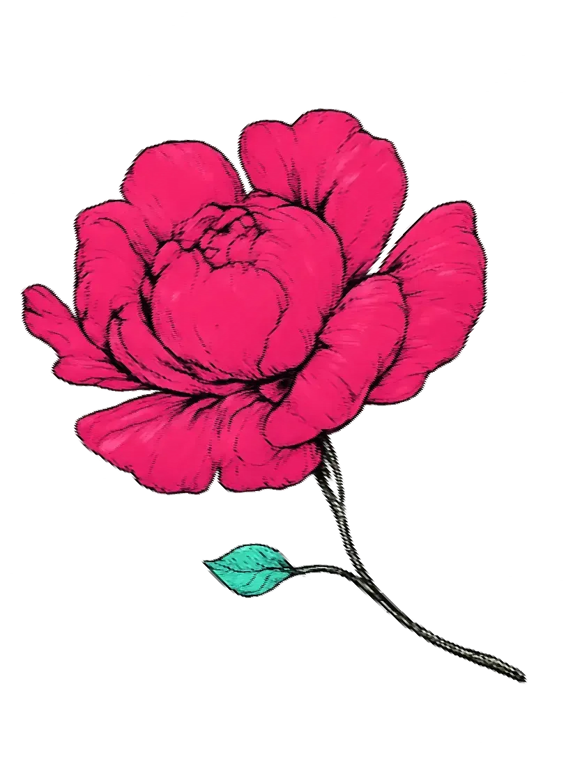 Una vibrante peonía rosa con una sola hoja verde azulada en su delgado tallo, sobre un fondo blanco.