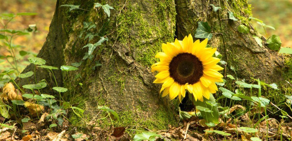 Vor einem moosbewachsenen Baumstamm blüht eine Sonnenblume, umgeben von grünem Laub, in einer natürlichen Umgebung.