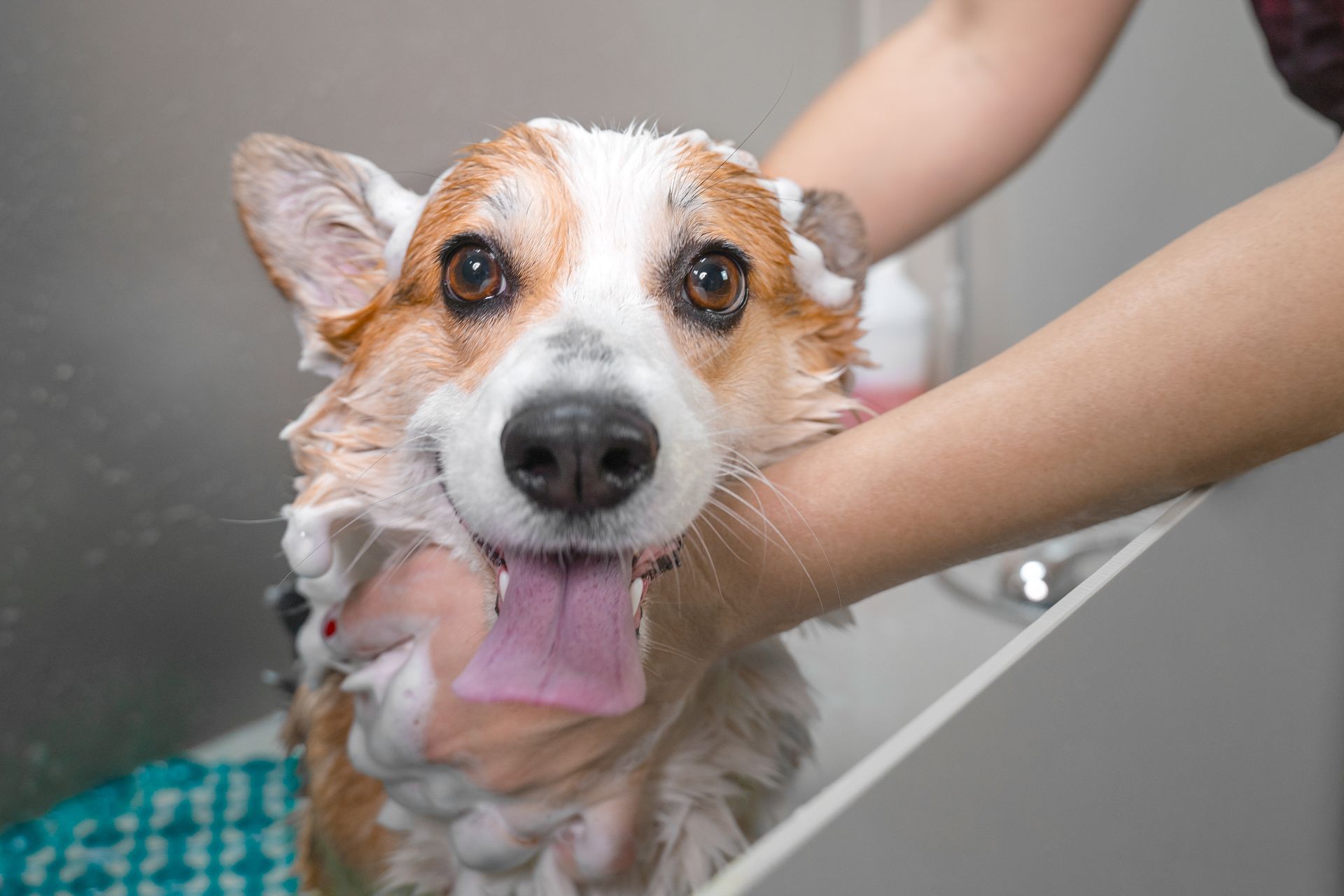 Un corgi mouillé, tenu dans les mains d'une personne dans une baignoire, la langue pendante et les yeux vifs, est en train d'être baigné.