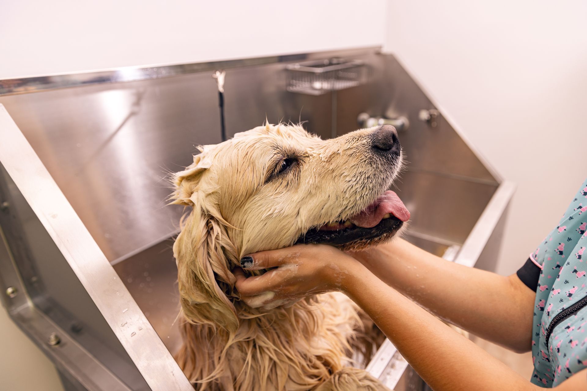 Un chien mouillé est rincé dans une baignoire de toilettage par une personne en blouse médicale.