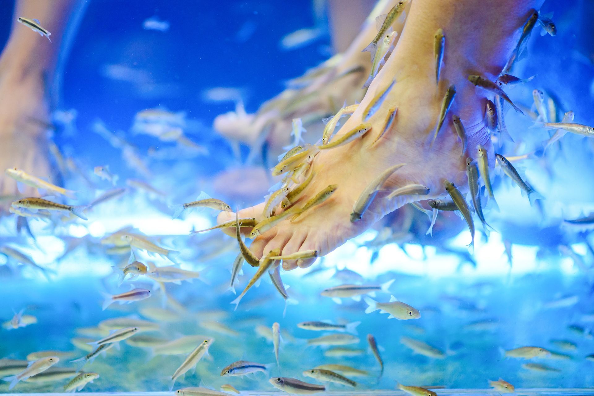 Des poissons nagent autour d'une tortue marine sous l'eau d'un bleu éclatant.