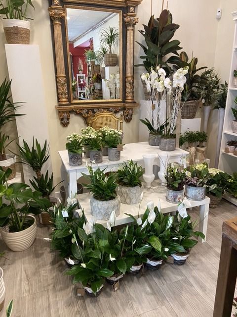 Una habitación llena de muchas plantas en macetas y un espejo.