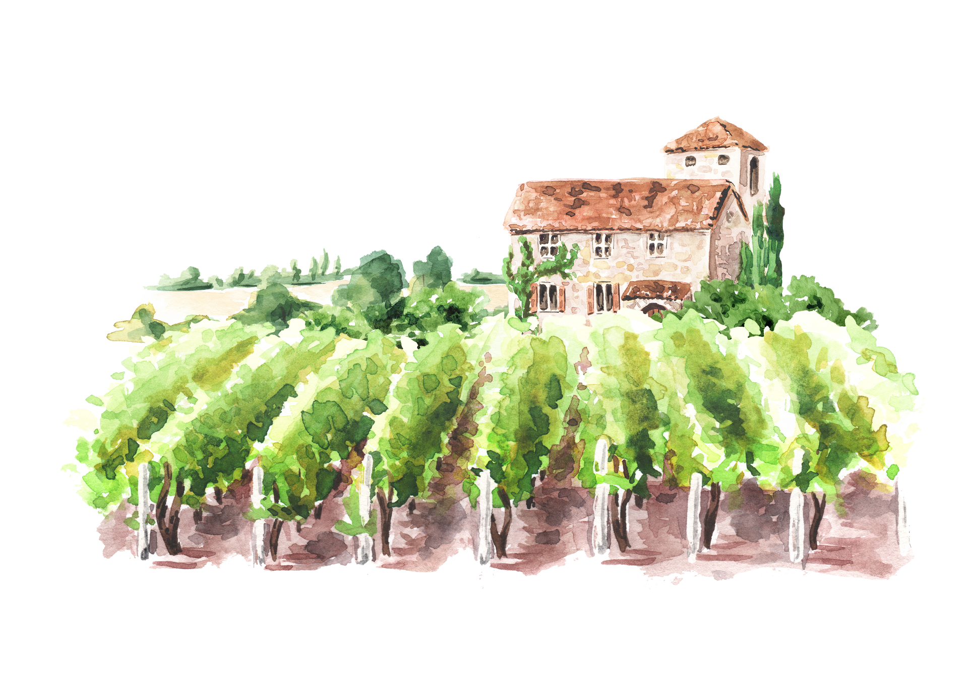 Dessin aquarelle vignes