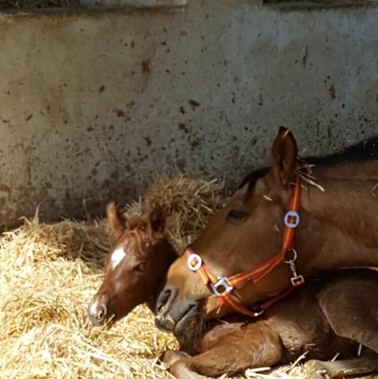 Caballo y potro descansando en heno, pelaje marrón, con cabestro, entorno de granero.