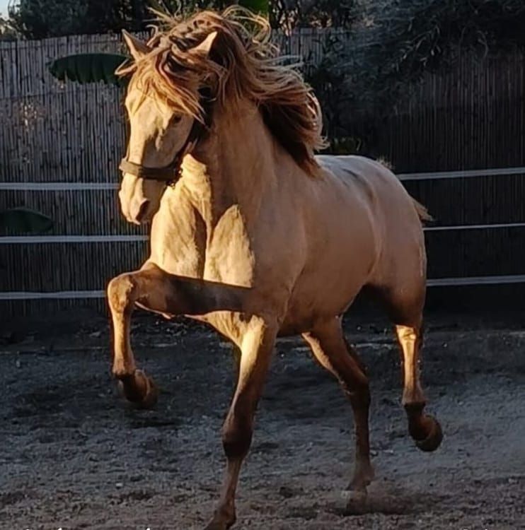 Caballo color canela levantando una pata delantera, con la crin ondeando al viento, al aire libre cerca de una valla.