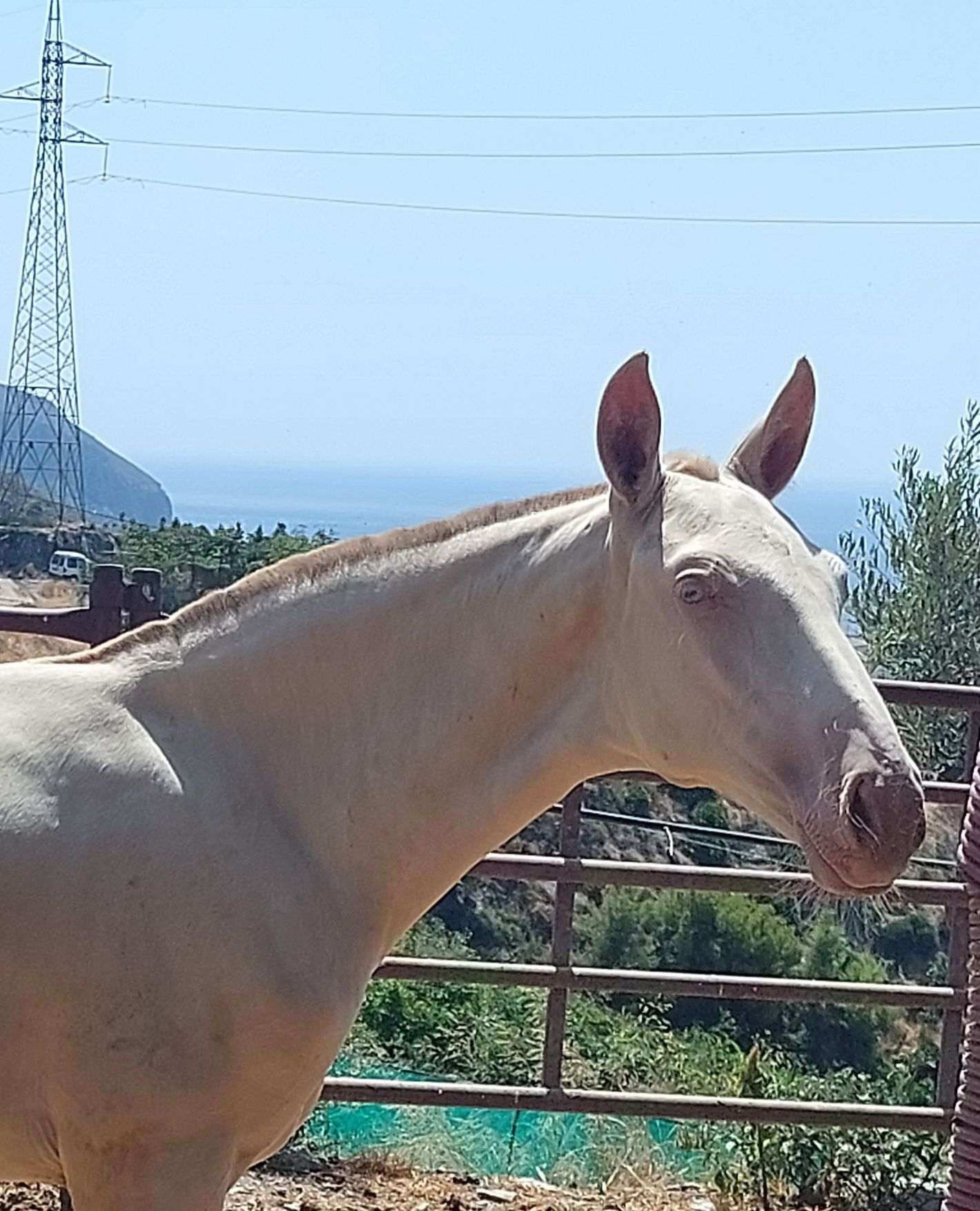 Caballo de color crema con nariz y orejas rosadas, mirando hacia la derecha, contra un fondo de colinas y cielo azul.