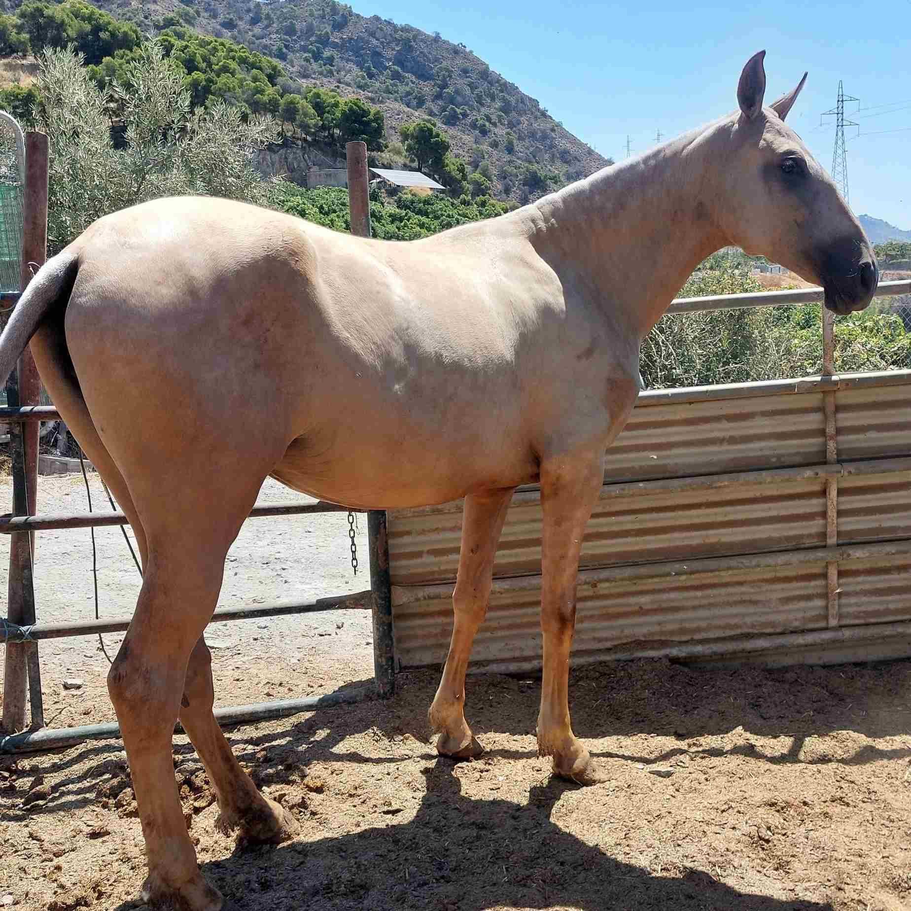 Un caballo de color canela se encuentra en un corral cercado con un fondo montañoso.