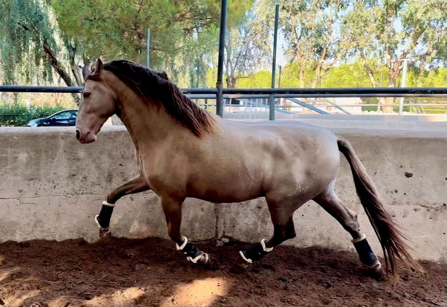 Caballo color canela, con crin y cola oscuras, galopando en una arena.