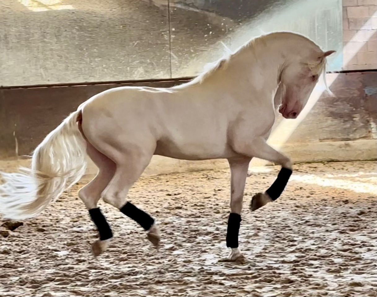 Caballo blanco en movimiento de doma, patas levantadas, en pista de arena interior.