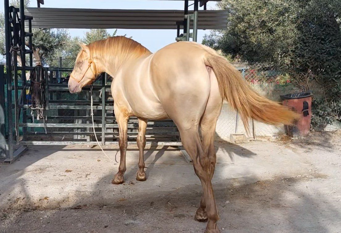 Caballo palomino dorado de pie en un establo abierto, moviendo la cola.