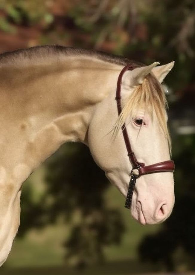 Caballo color canela con cabestro marrón y fondo de follaje verde con un enfoque suave.
