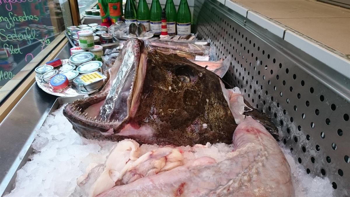 Ein großer Fisch liegt auf Eis in einer Vitrine