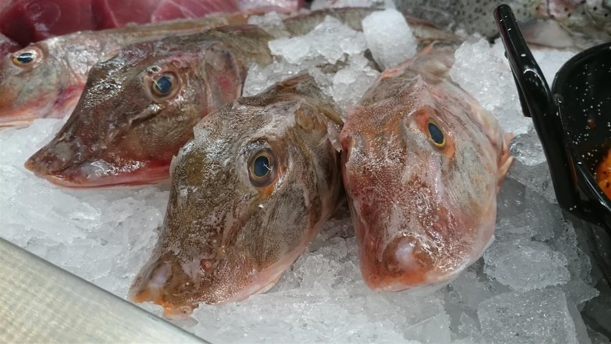 Drei Fischköpfe liegen in einer Reihe auf dem Eis