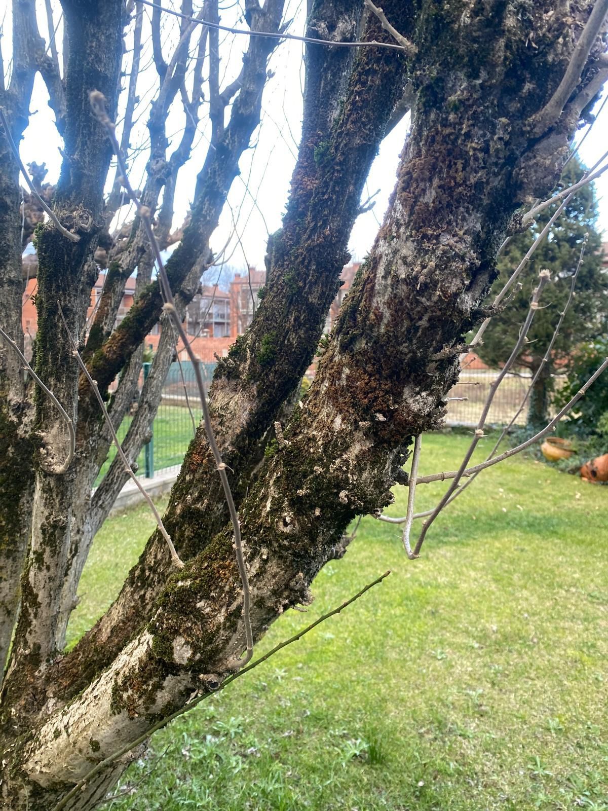 Tronco de árbol cubierto de musgo con un fondo de césped verde y edificios residenciales.