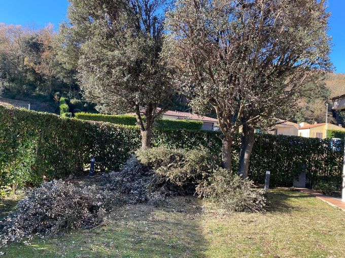 Árboles y recortes de arbustos podados en un patio con un seto verde podado en el fondo.