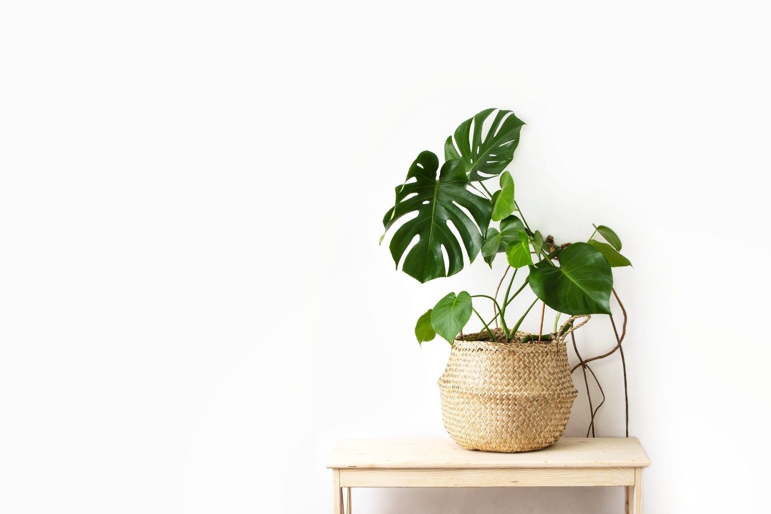 Planta monstera en maceta dentro de una cesta de mimbre sobre una pequeña mesa de madera contra una pared blanca.