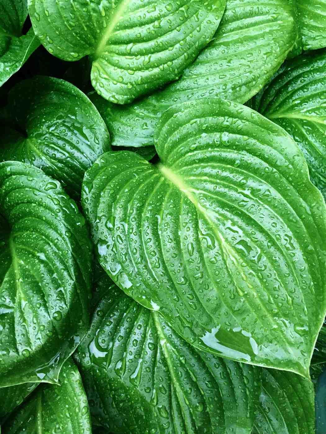Primer plano de hojas verdes exuberantes con venas prominentes y gotas de lluvia.