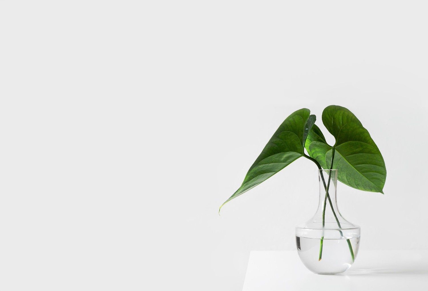 Planta verde en maceta dentro de un jarrón de cristal transparente sobre una mesa blanca con fondo claro.