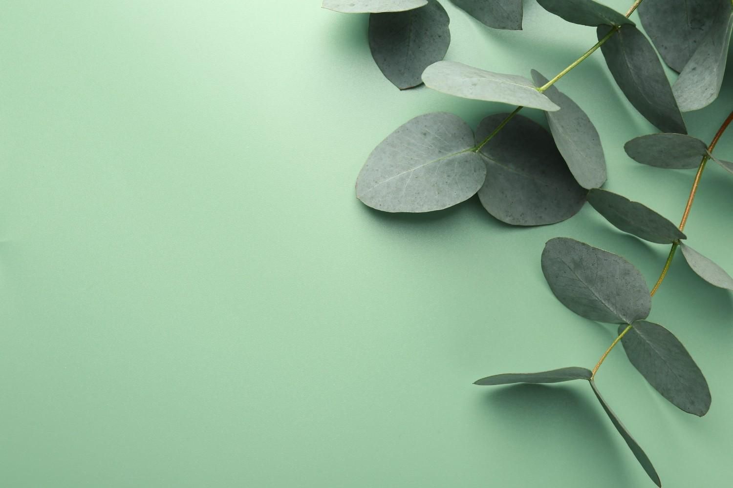 Hojas de eucalipto verdes sobre un fondo verde pálido
