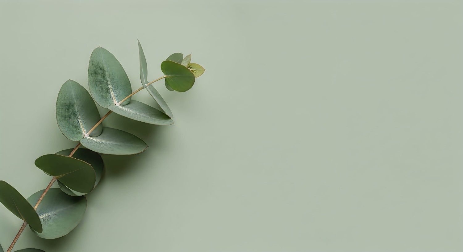 Ramitas de eucalipto verde sobre un fondo verde menta pálido.